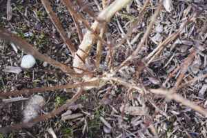 A leafless spreading shrub, planted in mulch, in a grass field