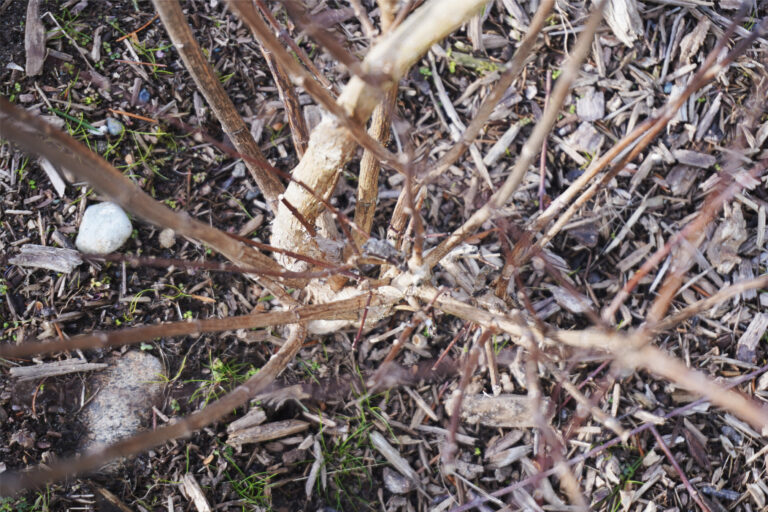mock orange