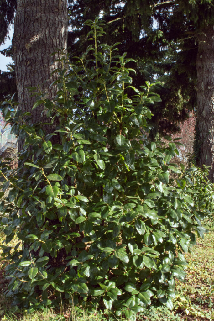 pacific madrone