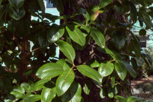 A branch with glossy oval leaves
