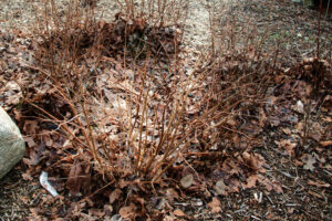A prickly upright thicket with brown woody stems covered in fine sharp thorns, in dried autumn leaves