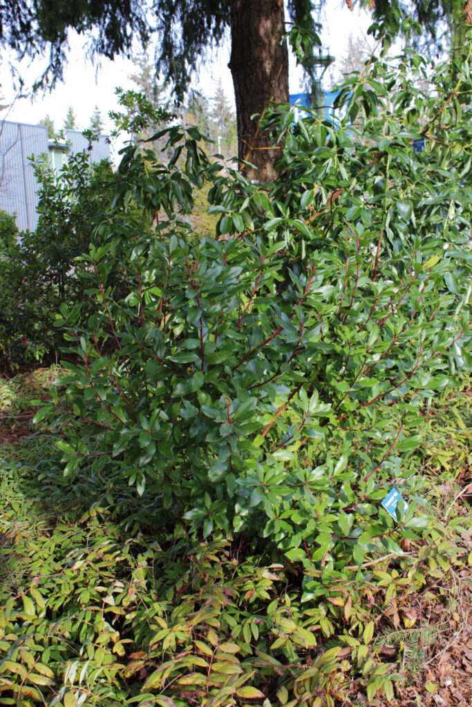 strawberry tree