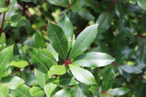 A stout, dark evergreen canopy with glossy oval leaves