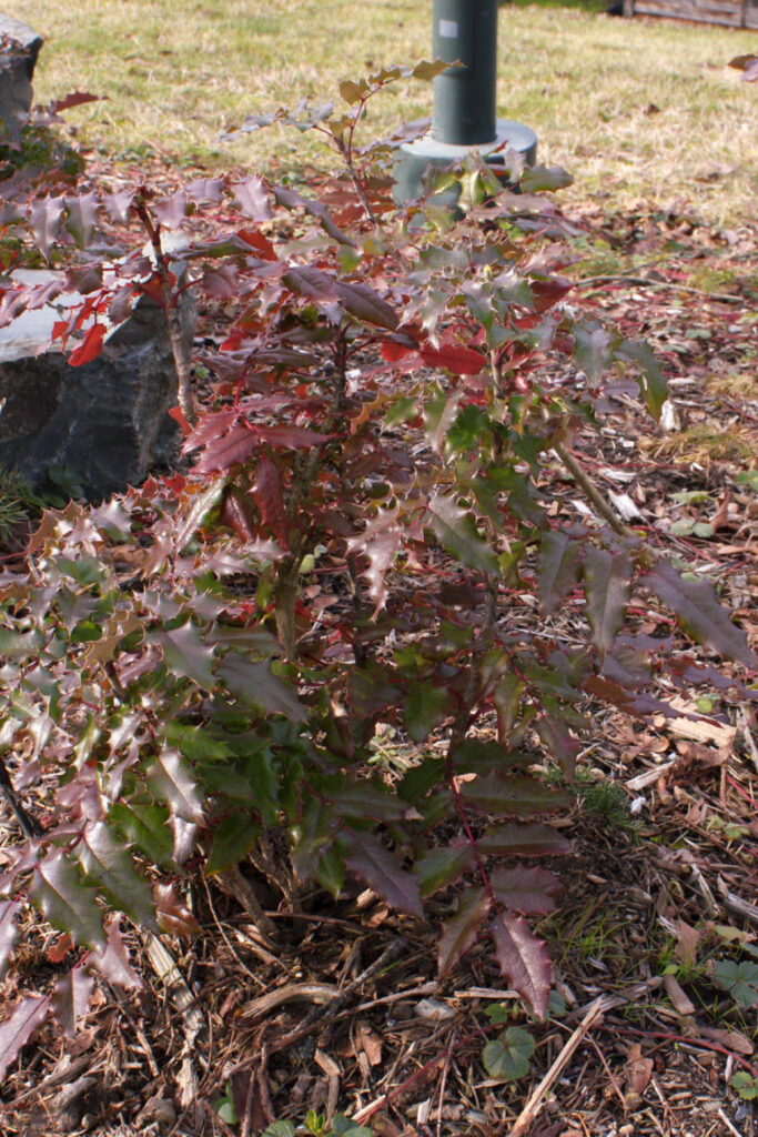 Tall Oregon Grape