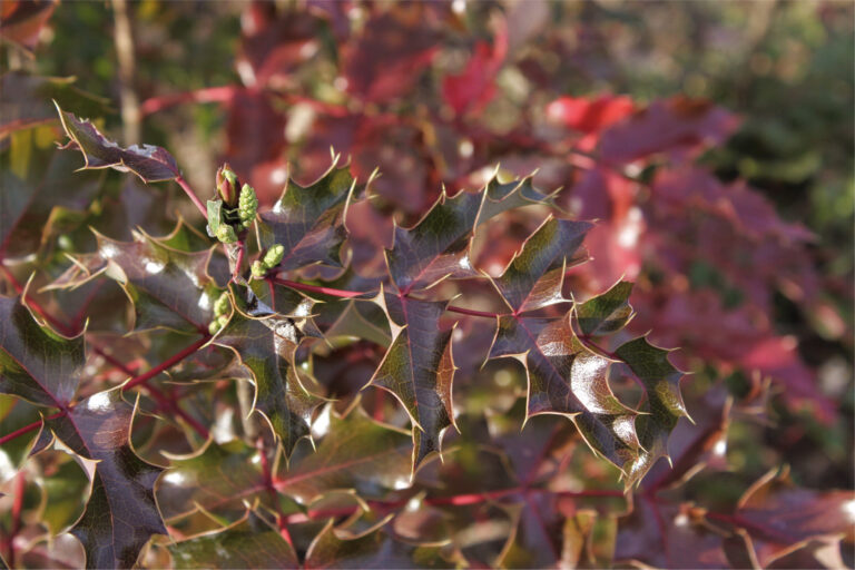 Tall Oregon Grape