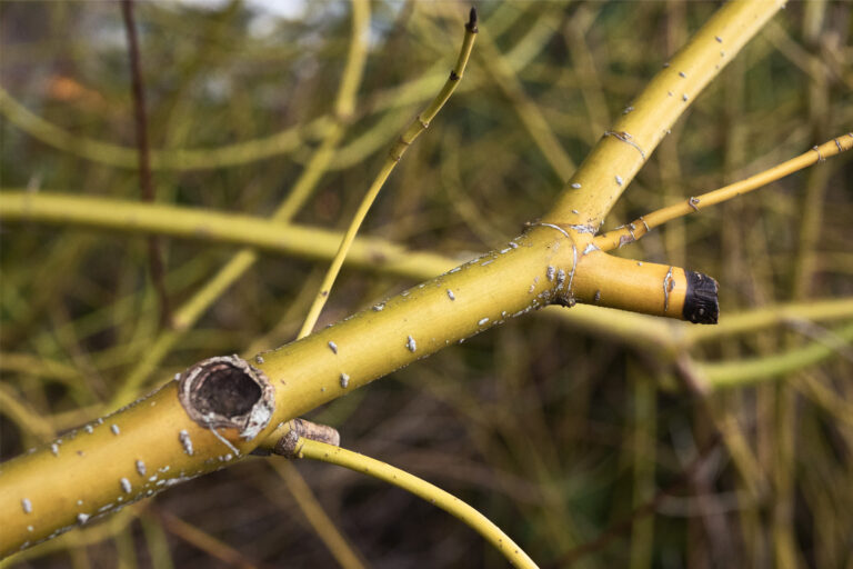 yellow twig dogwood