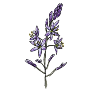 purple camas flower