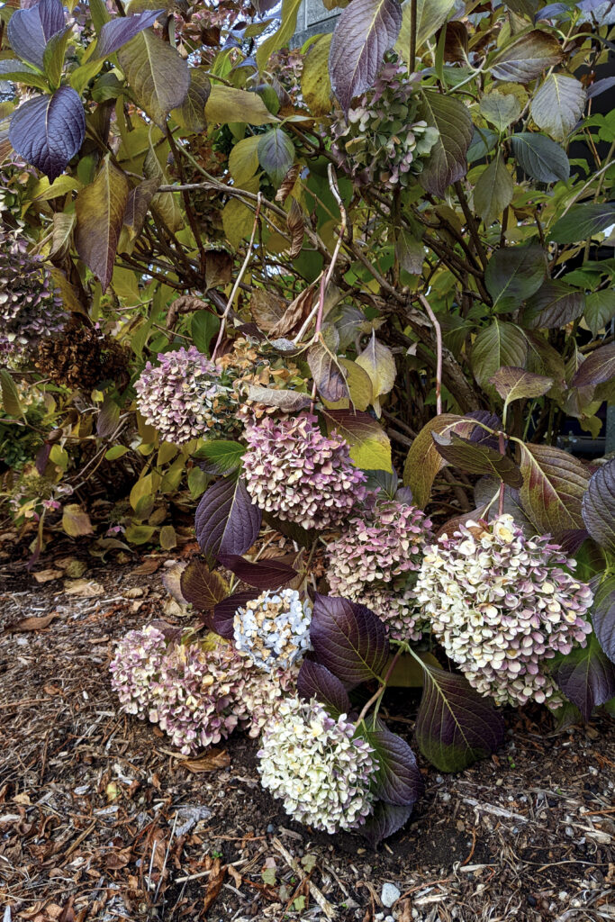 Big leaf hydragena. Pink and white flower in the winter