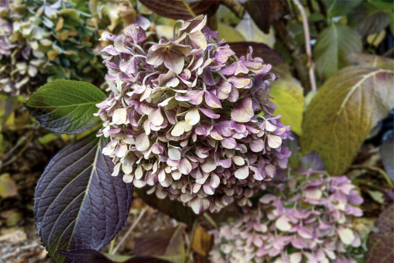 Big leaf hydragena. Pink and white flower in the winter