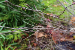 Leafless twigs with gray bark on a background of foliage and autumn leaves