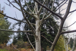 A slender, leafless tree grey tree trunk against a forested backdrop