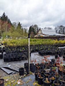 view of the greenway nursery which is full of nature and potted plants