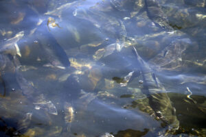 salmon at the issaquah fish hatchery