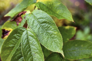 Long narrow, bright green leaves with floppy branches.