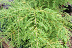 Jeddeloh Eastern Hemlock