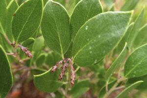 green pointy leaves with flower nodes