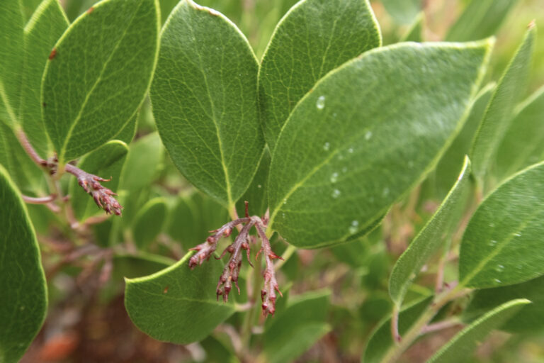 Common-Manzanita