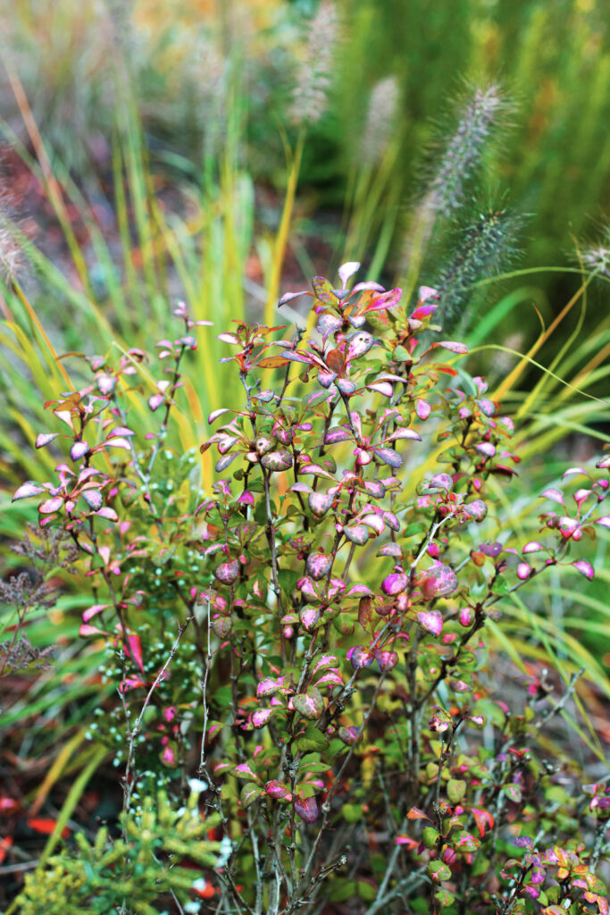 Monry Barberry
