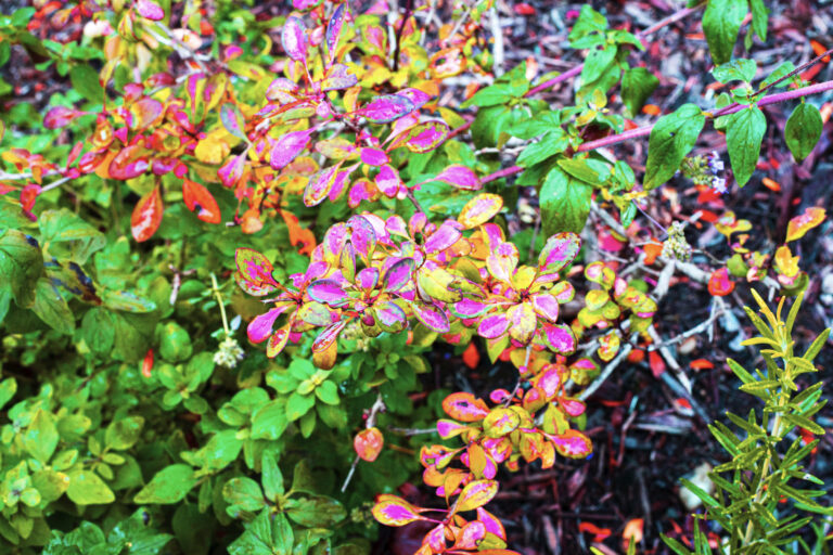 Monry Barberry