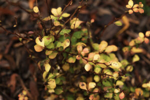 Small golden and green leaves form a tight round bush