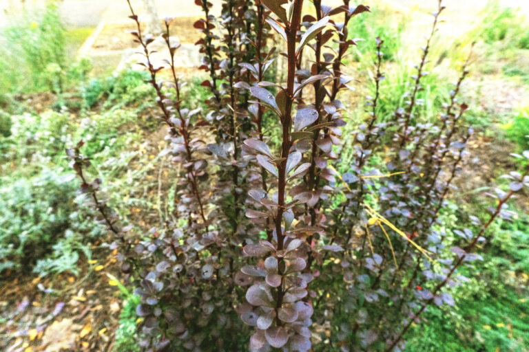 NCBT1 Barberry