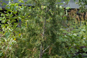 A young, slender, and conical tree, featuring upright branches and a thin, tapering trunk, planted in a bed of dark mulch.