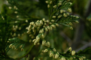 A branch with dark green, jagged needle-like leaves with bright yellow tips.