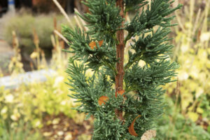 Skinny evergreen with dense needles and plants in the background.