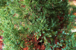 Very narrow branch pattern with green fanlike needles stands in front of A Building.