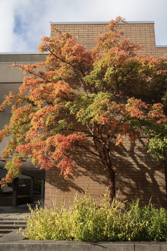 Paper Bark Maple