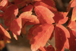 Bright orange oblong leaves