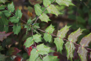 A small, lanky bush with pointy serrated leaves. Turns red in the fall.