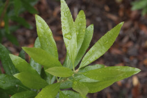 Green, pointy, waxy leaves with water droplets.