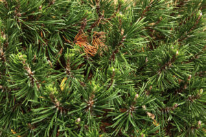 Short evergreen with densely packed thick needles surrounding each branch at various nodes.
