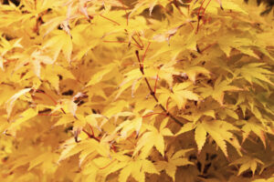 Golden yellow fall leaves with red toned branches