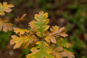 A cluster of bright green and orange lobed leaves