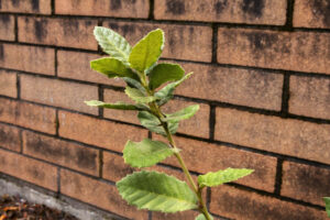 One branch with ridged, green, oblong leaves on it.
