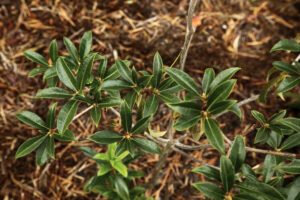 A young shrub with clusters of dark green, leathery oval leaves at the tips of light gray woody stems.