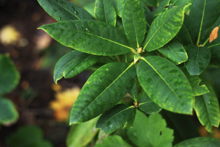 Pacific Rhododendron