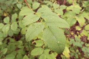 Light green serrated leaves.