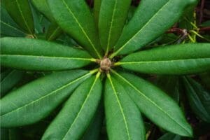 Long bright green leaves growing in a circular pattern