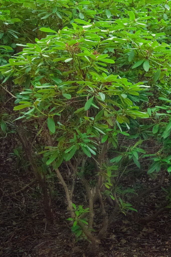 Rhododendron-Cunninghams-White