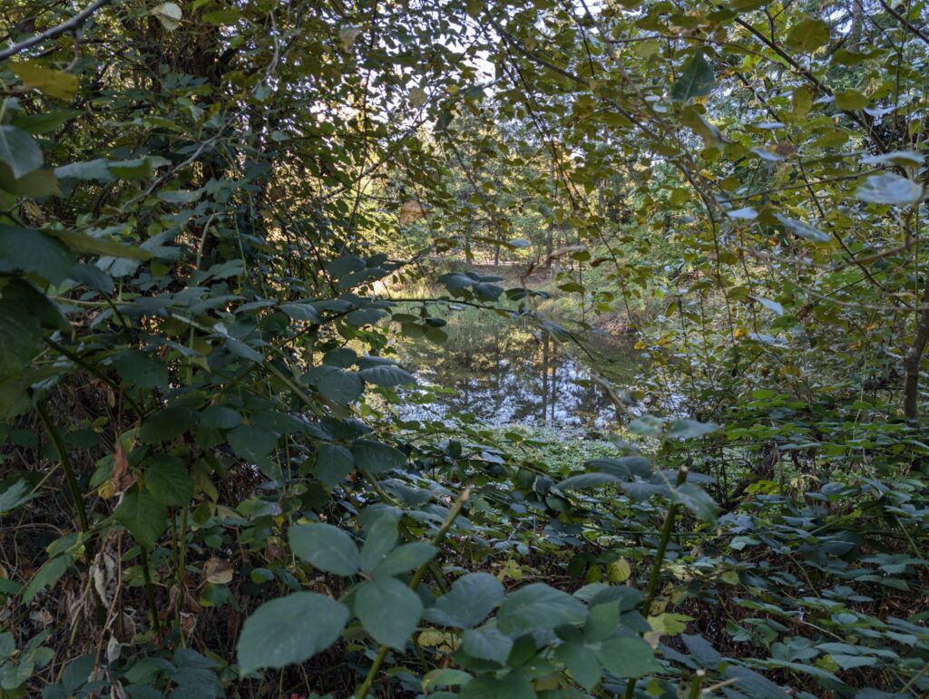Obscured pond