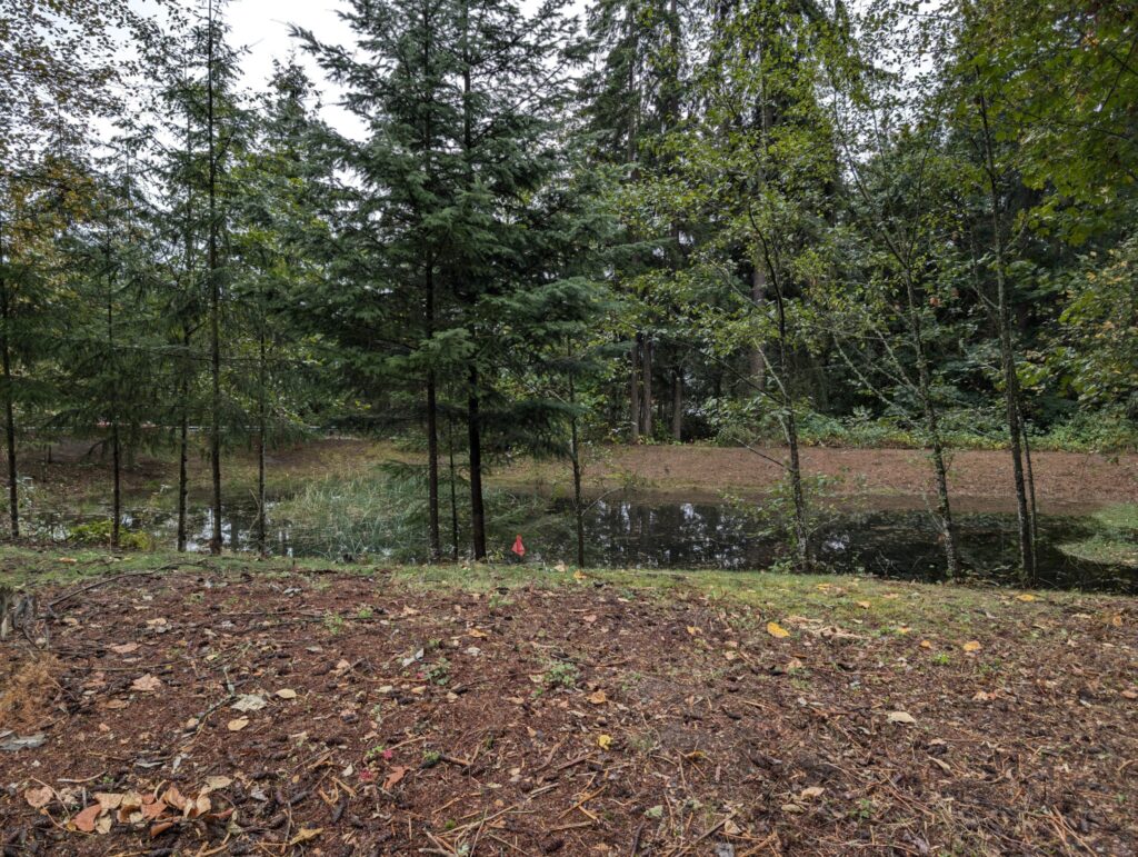 Clearing created, with pond visible and space for new trees to be planted