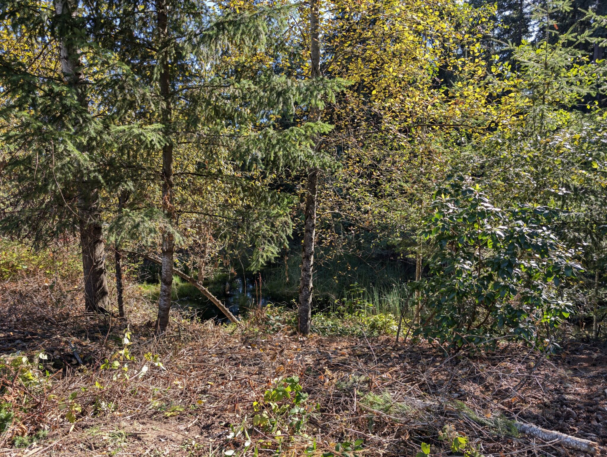 Tree line without compost BURrito