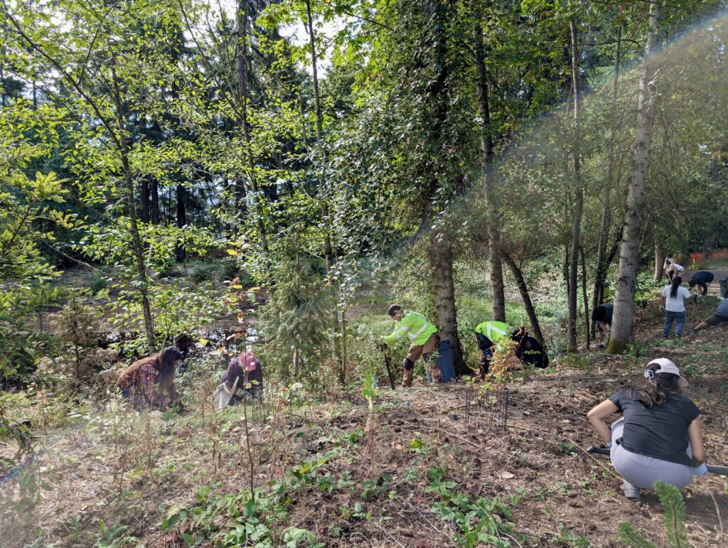 Students digging out invasive blackberries