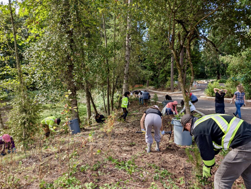 Students digging out invasive blackberries