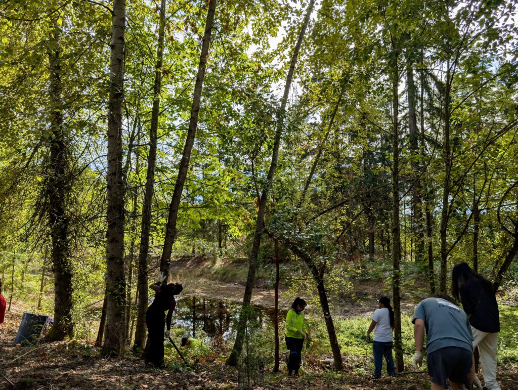 Students digging out invasive blackberries