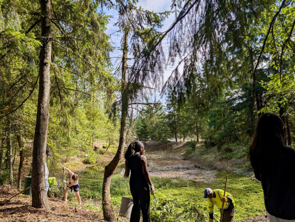Students digging out invasive blackberries