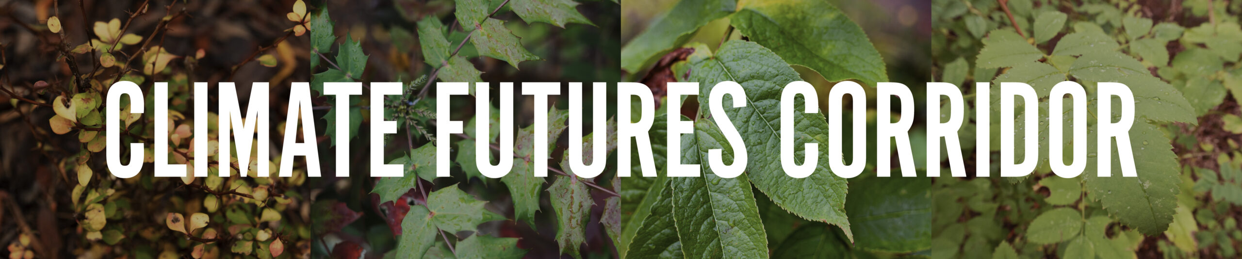 Climate Futures Corridor. Featuring plants from the arboretum 